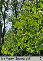 Cornus controversa (dereń pagodowy)