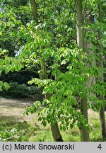 Cornus controversa (dereń pagodowy)