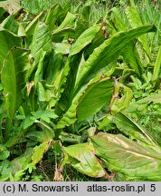 Lysichiton americanus (tulejnik amerykański)