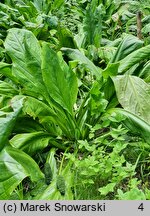 Lysichiton americanus (tulejnik amerykański)