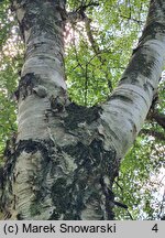 Betula papyrifera (brzoza papierowa)