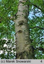 Betula papyrifera (brzoza papierowa)