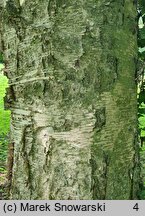 Betula papyrifera (brzoza papierowa)