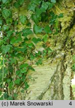 Betula papyrifera (brzoza papierowa)