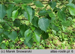 Betula papyrifera (brzoza papierowa)