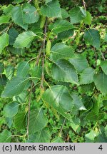 Betula papyrifera (brzoza papierowa)