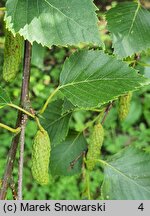 Betula papyrifera (brzoza papierowa)