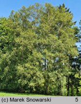 Betula papyrifera (brzoza papierowa)