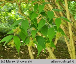 Kolkwitzia amabilis (kolkwicja chińska)