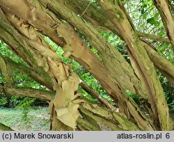 Kolkwitzia amabilis (kolkwicja chińska)
