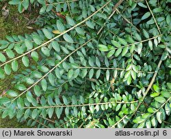 Lonicera pileata (wiciokrzew chiński)