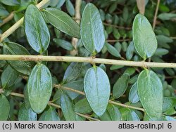 Lonicera pileata (wiciokrzew chiński)