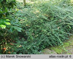 Lonicera pileata (wiciokrzew chiński)