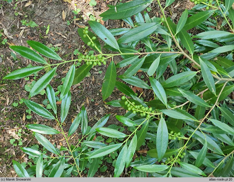 Prunus laurocerasus Schipkaensis