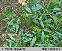 Prunus laurocerasus Schipkaensis