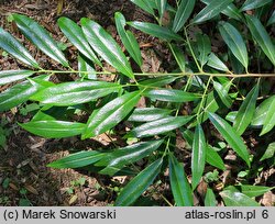 Prunus laurocerasus Schipkaensis