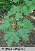 Acer diabolicum (klon kosmaty)