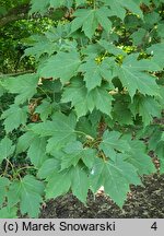 Acer diabolicum (klon kosmaty)