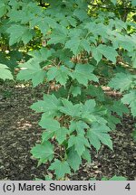 Acer diabolicum (klon kosmaty)