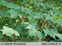 Acer diabolicum (klon kosmaty)