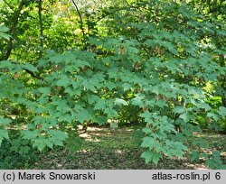 Acer diabolicum (klon kosmaty)