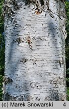 Betula papyrifera (brzoza papierowa)