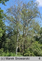 Betula papyrifera (brzoza papierowa)