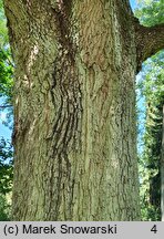 Quercus frainetto (dąb węgierski)