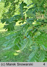 Quercus frainetto (dąb węgierski)