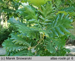 Quercus frainetto (dąb węgierski)