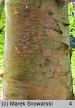 Betula chinensis (brzoza chińska)