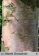 Betula chinensis (brzoza chińska)