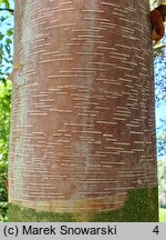 Betula chinensis (brzoza chińska)