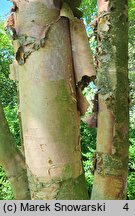 Betula chinensis (brzoza chińska)