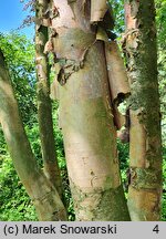 Betula chinensis (brzoza chińska)