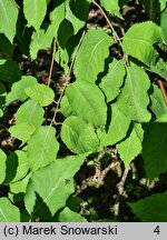 Betula chinensis (brzoza chińska)