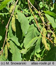 Betula chinensis (brzoza chińska)