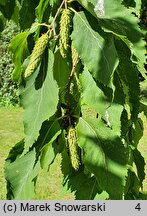 Betula chinensis (brzoza chińska)