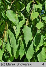 Betula chinensis (brzoza chińska)