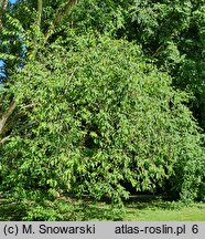 Betula chinensis (brzoza chińska)