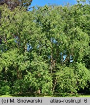 Betula chinensis (brzoza chińska)