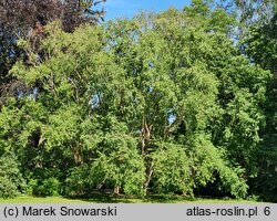 Betula chinensis (brzoza chińska)