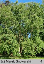 Betula chinensis (brzoza chińska)