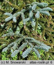 Abies procera Glauca