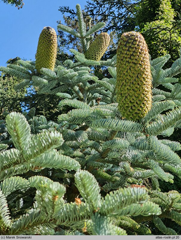 Abies procera Glauca