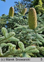 Abies procera Glauca