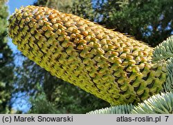 Abies procera Glauca