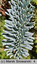 Abies procera Glauca