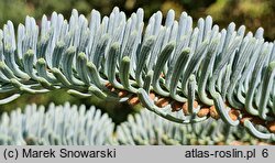 Abies procera Glauca