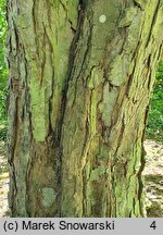 Acer cappadocicum (klon kaukaski)